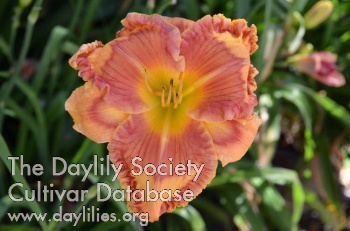 Daylily Weekend in Cabo